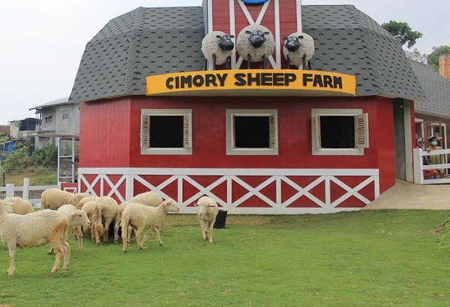 cimory sheep farm